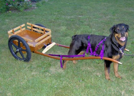 Signe Strawser Teaches a Friend's Rottie To Cart
