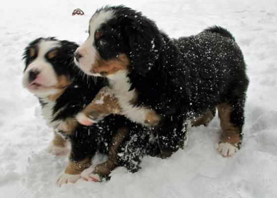 Puppies In The Snow - Day 41
Moriah & Moosilauke
