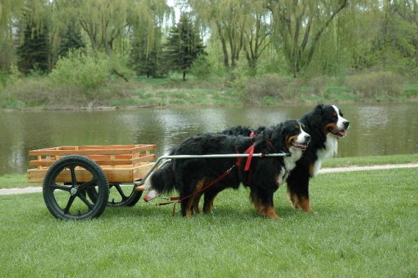 Wookie and Albireo Stephenson
Modeling New Cart at Frankenmuth 2006
