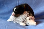 Filename=1_Week_Old_Hannah.jpg
Filesize=64KiB
Dimensions=640x418
Date added=Jul 23, 2020 1_Week_Old_Hannah.jpg