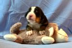 Filename=1_Week_Old_Meadow~0.jpg
Filesize=67KiB
Dimensions=640x428
Date added=Jul 23, 2020 1_Week_Old_Meadow~0.jpg