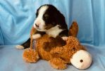 Filename=2_Week_Old_Watson.jpg
Filesize=274KiB
Dimensions=1639x1093
Date added=Jul 30, 2020 2_Week_Old_Watson.jpg