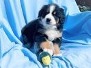Filename=6_Week_Old_Greeley~0.jpg
Filesize=463KiB
Dimensions=1709x1282
Date added=Aug 27, 2020 6_Week_Old_Greeley~0.jpg