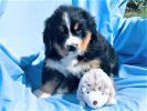 Filename=6_Week_Old_Hannah~0.jpg
Filesize=365KiB
Dimensions=1377x1033
Date added=Aug 27, 2020 6_Week_Old_Hannah~0.jpg