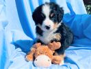 Filename=6_Week_Old_Watson~0.jpg
Filesize=393KiB
Dimensions=1494x1120
Date added=Aug 27, 2020 6_Week_Old_Watson~0.jpg
