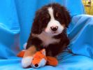 Filename=7_Week_Old_Chaney.jpg
Filesize=234KiB
Dimensions=1216x912
Date added=Sep 03, 2020 7_Week_Old_Chaney.jpg