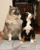 Filename=833266038110_0_ALB.JPG
Filesize=84KiB
Dimensions=358x448
Date added=Jan 14, 2008 833266038110_0_ALB.JPG