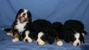 Filename=AlmostSleepingGroup.jpg
Filesize=43KiB
Dimensions=712x403
Date added=Nov 06, 2007 AlmostSleepingGroup.jpg
