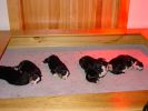 Filename=Babies Day 7.jpg
Filesize=52KiB
Dimensions=640x480
Date added=Dec 02, 2004 Babies Day 7.jpg
