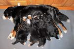 Filename=Balsam002.jpg
Filesize=104KiB
Dimensions=1200x800
Date added=Dec 02, 2013 Balsam002.jpg