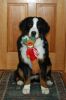 Filename=Balsam7MonthsOld.jpg
Filesize=83KiB
Dimensions=800x1200
Date added=Jun 13, 2011 Balsam7MonthsOld.jpg