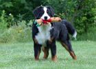 Filename=Balsam8months017962_edited-2.jpg
Filesize=95KiB
Dimensions=700x500
Date added=Jul 18, 2011 Balsam8months017962_edited-2.jpg