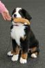 Filename=BalsamPuppyClassGrad.jpg
Filesize=79KiB
Dimensions=1045x1568
Date added=Feb 26, 2011 BalsamPuppyClassGrad.jpg
