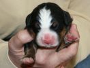 Filename=Boy1Day2(4820).JPG
Filesize=164KiB
Dimensions=1676x1261
Date added=Feb 03, 2010 Boy1Day2(4820).JPG