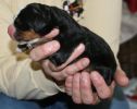 Filename=Boy1Day2(48230).JPG
Filesize=152KiB
Dimensions=1499x1187
Date added=Feb 03, 2010 Boy1Day2(48230).JPG