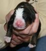 Filename=Boy2Day2(4826).JPG
Filesize=146KiB
Dimensions=1271x1396
Date added=Feb 03, 2010 Boy2Day2(4826).JPG