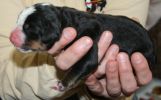 Filename=Boy2Day2(4827).JPG
Filesize=138KiB
Dimensions=1490x922
Date added=Feb 03, 2010 Boy2Day2(4827).JPG