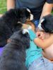 Filename=Brown21.jpg
Filesize=994KiB
Dimensions=3024x4032
Date added=Aug 27, 2020 Brown21.jpg