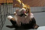 Filename=Coggin002.jpg
Filesize=99KiB
Dimensions=1200x800
Date added=Nov 30, 2013 Coggin002.jpg