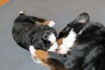 Filename=Coggin004.jpg
Filesize=94KiB
Dimensions=1200x800
Date added=Dec 15, 2013 Coggin004.jpg