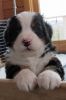 Filename=Coggin022.jpg
Filesize=104KiB
Dimensions=800x1200
Date added=Nov 30, 2013 Coggin022.jpg