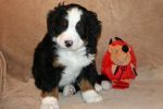 Filename=Coggin_49_Days_005.jpg
Filesize=112KiB
Dimensions=1200x800
Date added=Dec 11, 2013 Coggin_49_Days_005.jpg