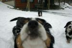 Filename=ComePlayWithMeDay48.jpg
Filesize=72KiB
Dimensions=648x432
Date added=Dec 22, 2010 ComePlayWithMeDay48.jpg