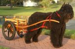 Filename=CompetitionCart.JPG
Filesize=168KiB
Dimensions=1087x710
Date added=Sep 03, 2009 CompetitionCart.JPG
