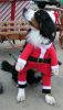 Filename=ConwayKessieSanta.JPG
Filesize=62KiB
Dimensions=375x648
Date added=Jan 19, 2009 ConwayKessieSanta.JPG