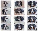 Filename=DOGFACE2sf.jpg
Filesize=204KiB
Dimensions=1424x1172
Date added=Jul 30, 2013 DOGFACE2sf.jpg