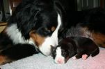 Filename=Day10(4917).JPG
Filesize=171KiB
Dimensions=1376x909
Date added=Feb 12, 2010 Day10(4917).JPG