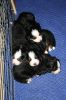 Filename=Day27Sleepingpups.jpg
Filesize=159KiB
Dimensions=648x972
Date added=Oct 29, 2007 Day27Sleepingpups.jpg