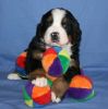 Filename=Day29Ripley.jpg
Filesize=83KiB
Dimensions=813x815
Date added=Oct 29, 2007 Day29Ripley.jpg