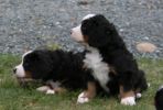 Filename=Day39-1.JPG
Filesize=100KiB
Dimensions=1126x756
Date added=Nov 09, 2007 Day39-1.JPG