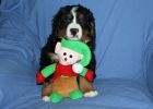 Filename=FinPuppies121812_018.jpg
Filesize=104KiB
Dimensions=1400x1000
Date added=Dec 18, 2012 FinPuppies121812_018.jpg