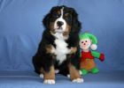 Filename=FinWeek7_024.jpg
Filesize=112KiB
Dimensions=1400x1000
Date added=Dec 25, 2012 FinWeek7_024.jpg