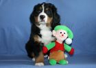 Filename=FinWeek7_026.jpg
Filesize=120KiB
Dimensions=1400x1000
Date added=Dec 25, 2012 FinWeek7_026.jpg