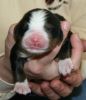 Filename=Girl1Day2(4830).JPG
Filesize=126KiB
Dimensions=1136x1311
Date added=Feb 03, 2010 Girl1Day2(4830).JPG
