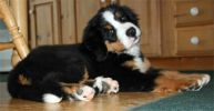 Grander10_5_weeks_old(5721)_edited-1.jpg