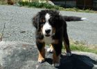 Filename=Grander11_5Weeks_Old3.jpg
Filesize=136KiB
Dimensions=1875x1339
Date added=Apr 25, 2010 Grander11_5Weeks_Old3.jpg
