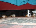 Filename=GranderUnderSofa.jpg
Filesize=82KiB
Dimensions=1016x813
Date added=Apr 16, 2010 GranderUnderSofa.jpg