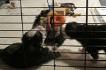 Filename=Hanging_Toy018.jpg
Filesize=94KiB
Dimensions=1200x800
Date added=Nov 20, 2013 Hanging_Toy018.jpg