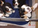 Filename=HeyLetMeOut.jpg
Filesize=74KiB
Dimensions=800x600
Date added=Feb 23, 2006 HeyLetMeOut.jpg