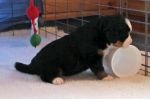 Filename=JacksonPuppies120112_036.jpg
Filesize=88KiB
Dimensions=1320x880
Date added=Dec 01, 2012 JacksonPuppies120112_036.jpg