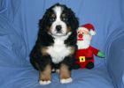 Filename=JacksonPuppies121812_024.jpg
Filesize=98KiB
Dimensions=1400x1000
Date added=Dec 18, 2012 JacksonPuppies121812_024.jpg
