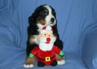 Filename=JacksonPuppies121812_027.jpg
Filesize=97KiB
Dimensions=1400x1000
Date added=Dec 18, 2012 JacksonPuppies121812_027.jpg