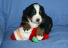 Filename=JacksonPuppies28days_022.jpg
Filesize=97KiB
Dimensions=1400x1000
Date added=Dec 04, 2012 JacksonPuppies28days_022.jpg