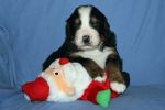 Filename=JacksonPuppies_Day_21_016.jpg
Filesize=114KiB
Dimensions=1200x800
Date added=Nov 27, 2012 JacksonPuppies_Day_21_016.jpg