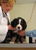 Filename=JacksonVetVisit_027.jpg
Filesize=114KiB
Dimensions=1517x2124
Date added=Dec 28, 2012 JacksonVetVisit_027.jpg