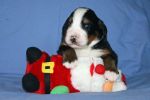 Filename=Jackson_Puppies_14_Days_024.jpg
Filesize=90KiB
Dimensions=1200x800
Date added=Nov 20, 2012 Jackson_Puppies_14_Days_024.jpg